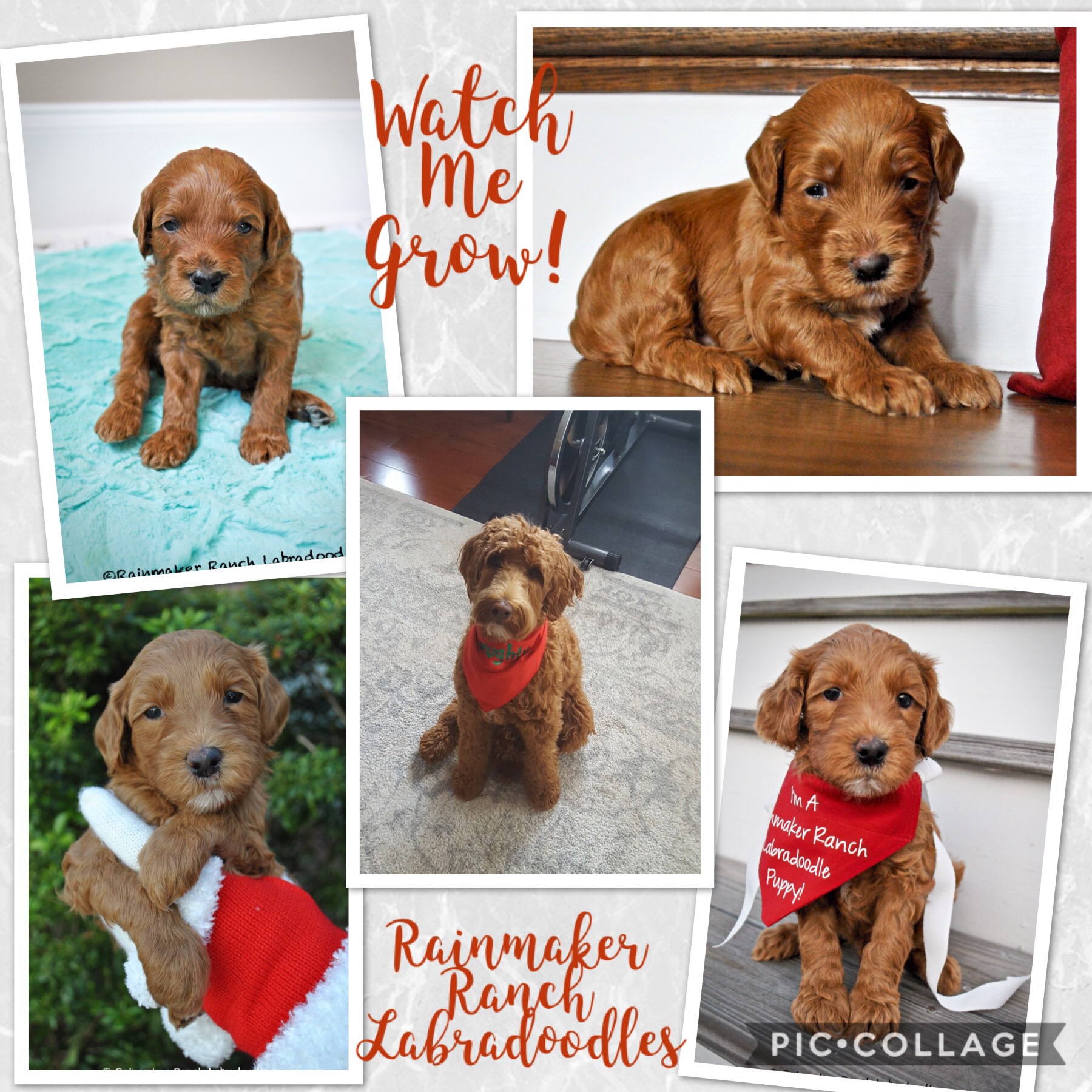 Red Labradoodle Photos